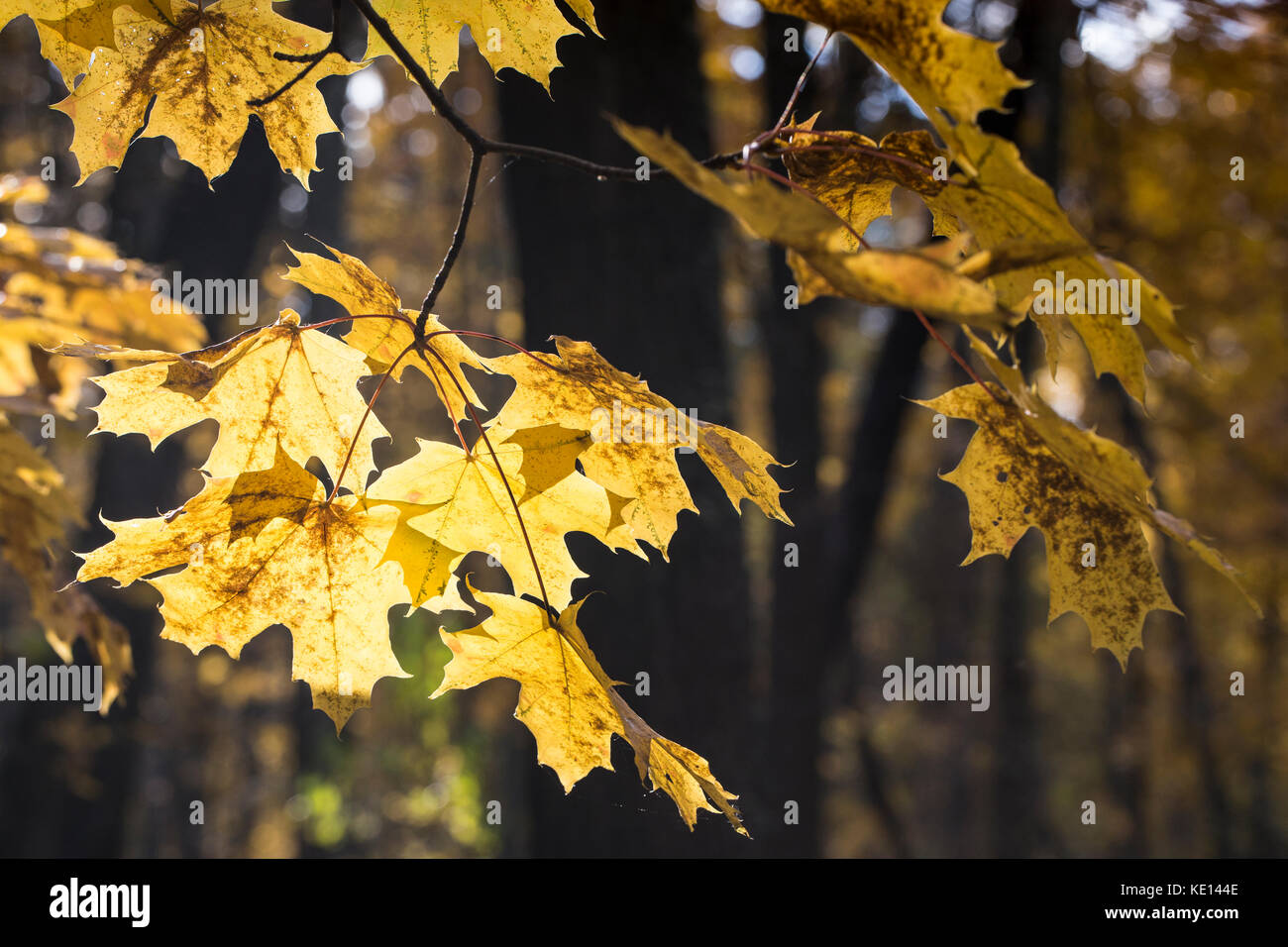 El otoño de fondo con hojas de arce en la luz del sol Foto de stock