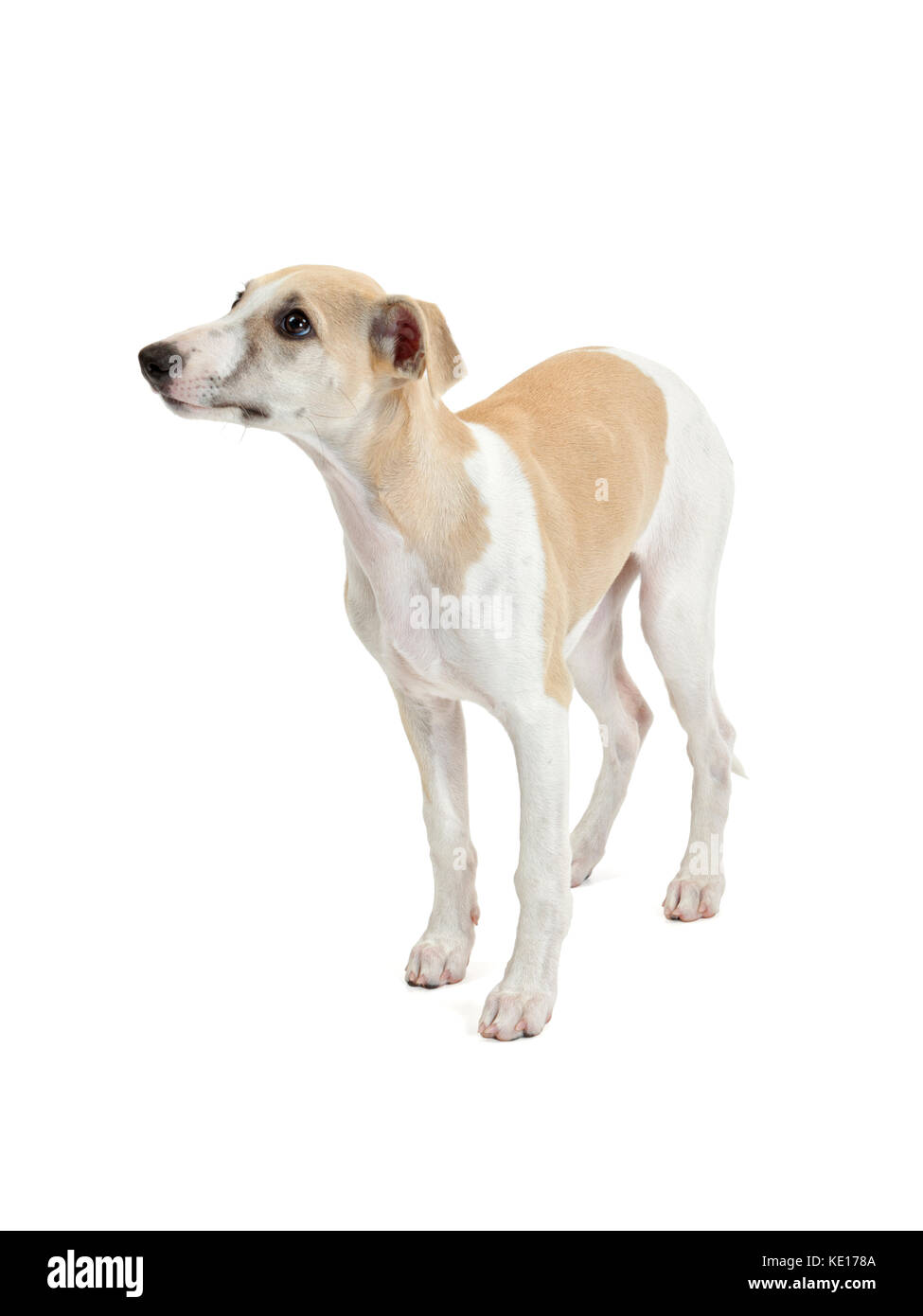 Cachorro whippet permanente foto de estudio sobre fondo blanco Fotografía stock - Alamy