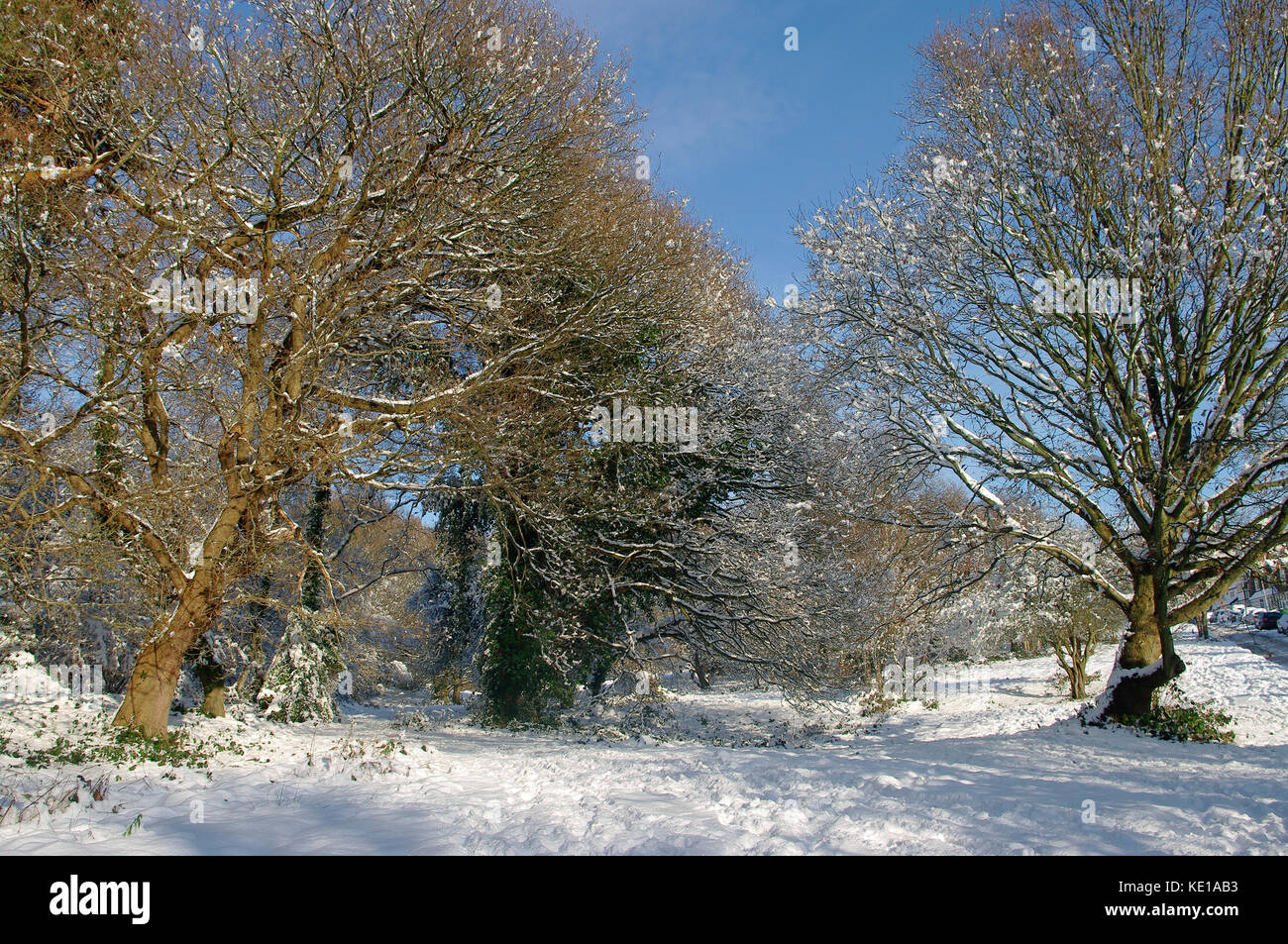 Southborough común, Kent en la nieve Foto de stock