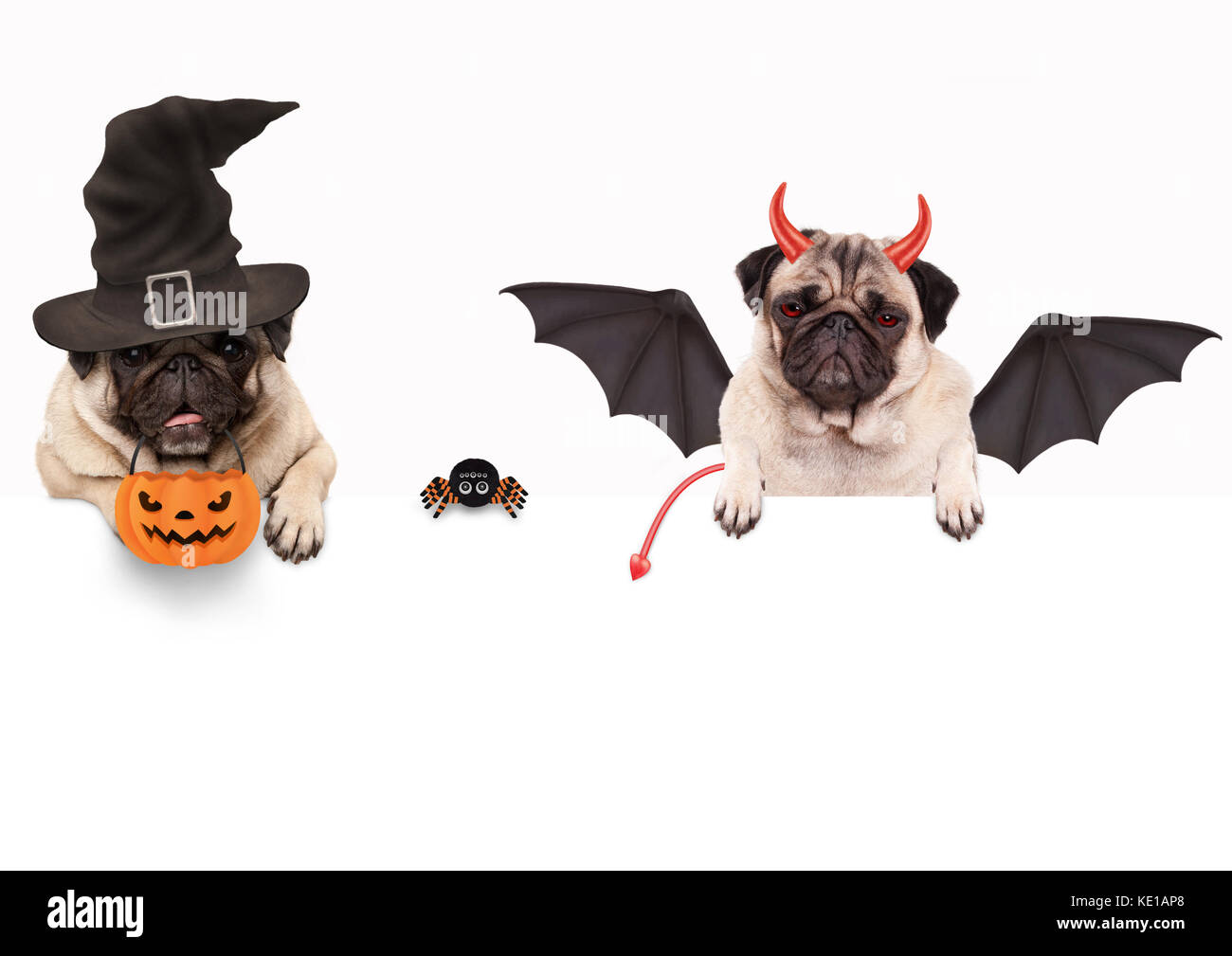 Gracioso perro pug disfrazados para halloween con cruceta y cesta de  calabaza, los objetos aislados sobre fondo blanco Fotografía de stock -  Alamy