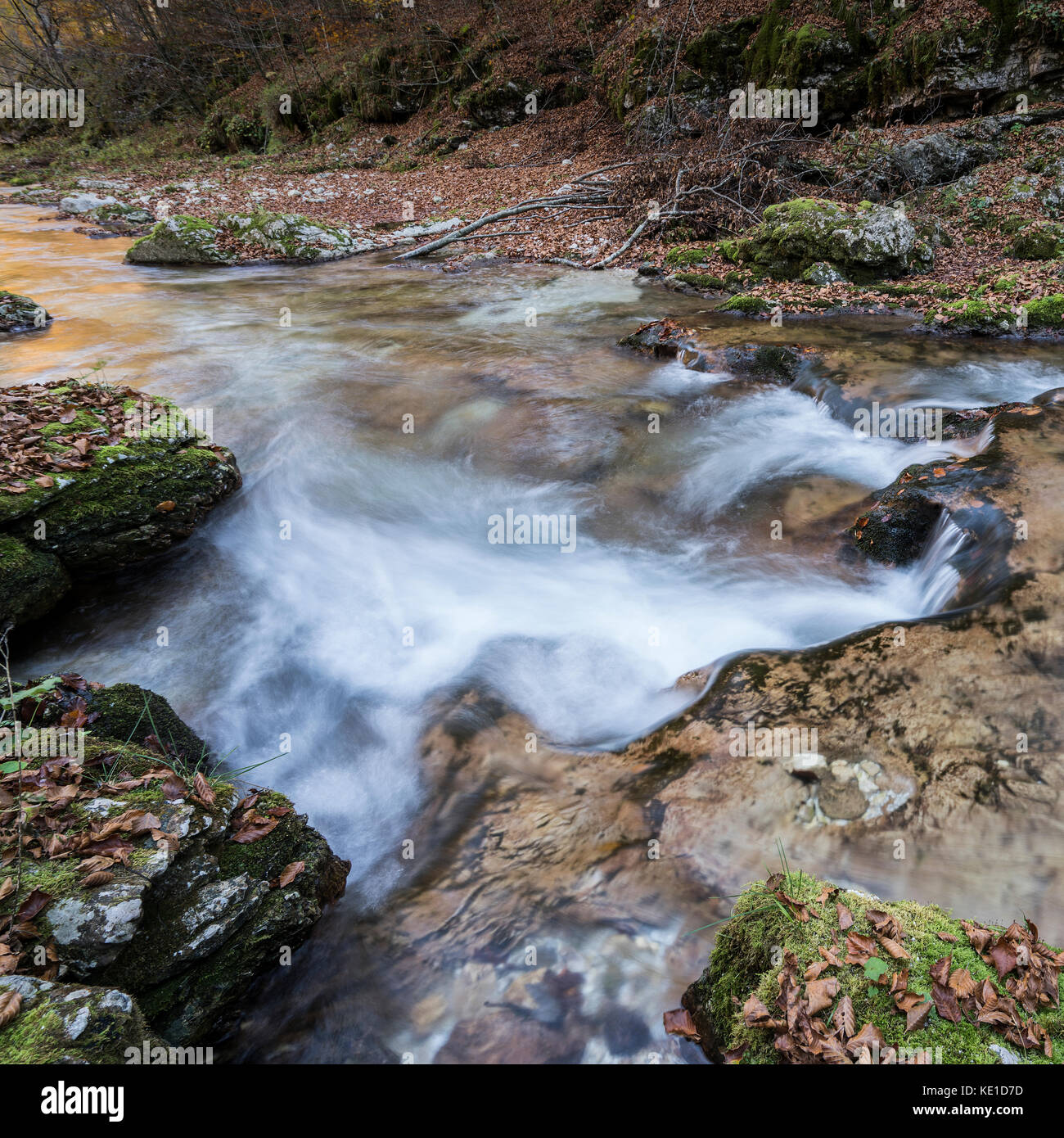 El agua de un arroyo que fluye hacia el bosque Foto de stock