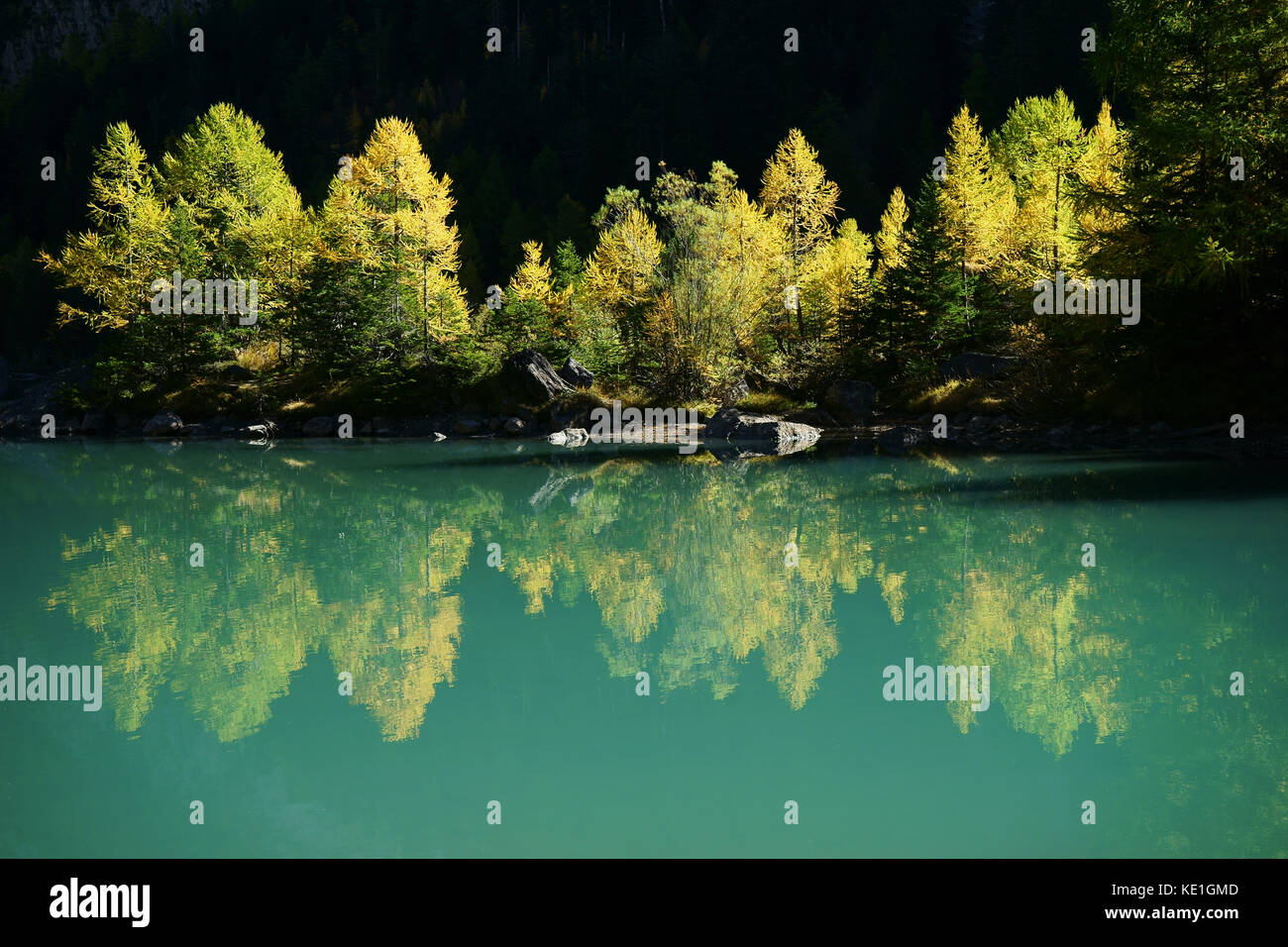 Alerces en otoño de colores que se reflejan en Lac Derborance, Valais, Suiza Foto de stock