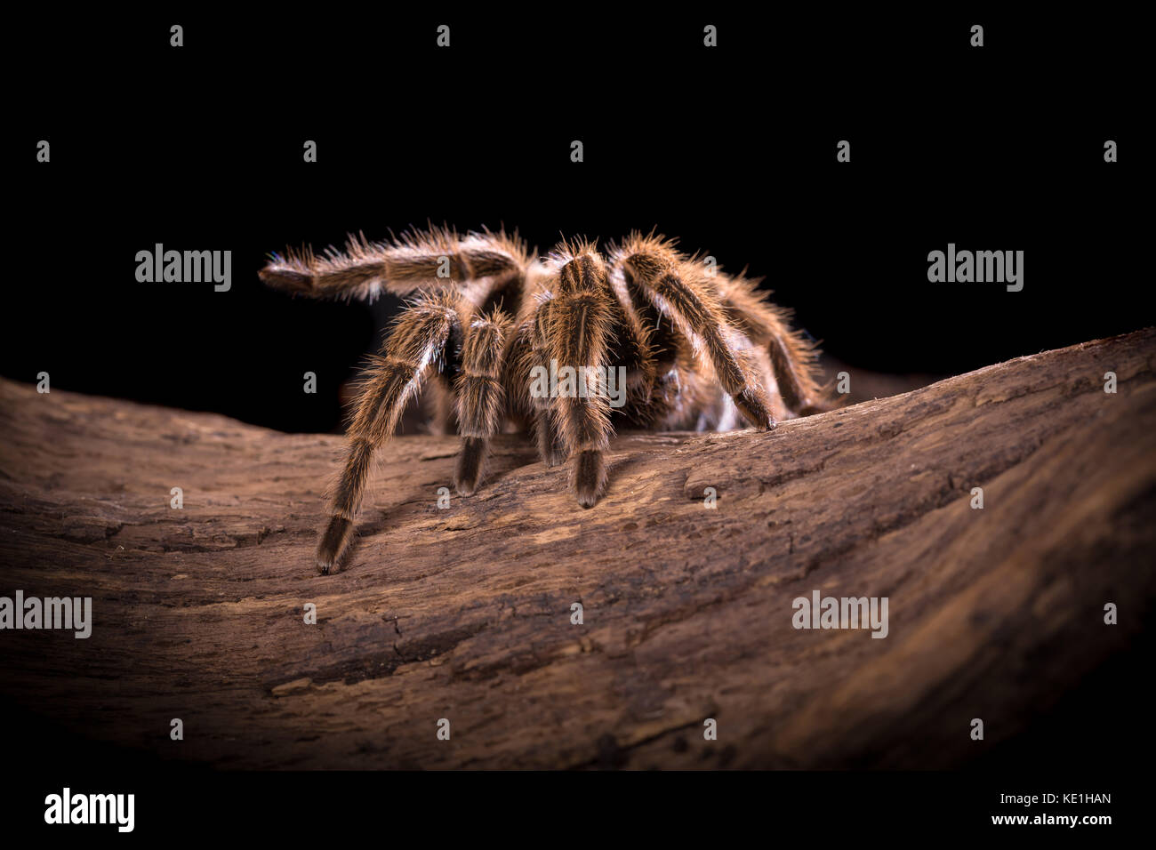 Rosa chilena tarantula araña grande retroiluminada con mucho detalle peludas Foto de stock