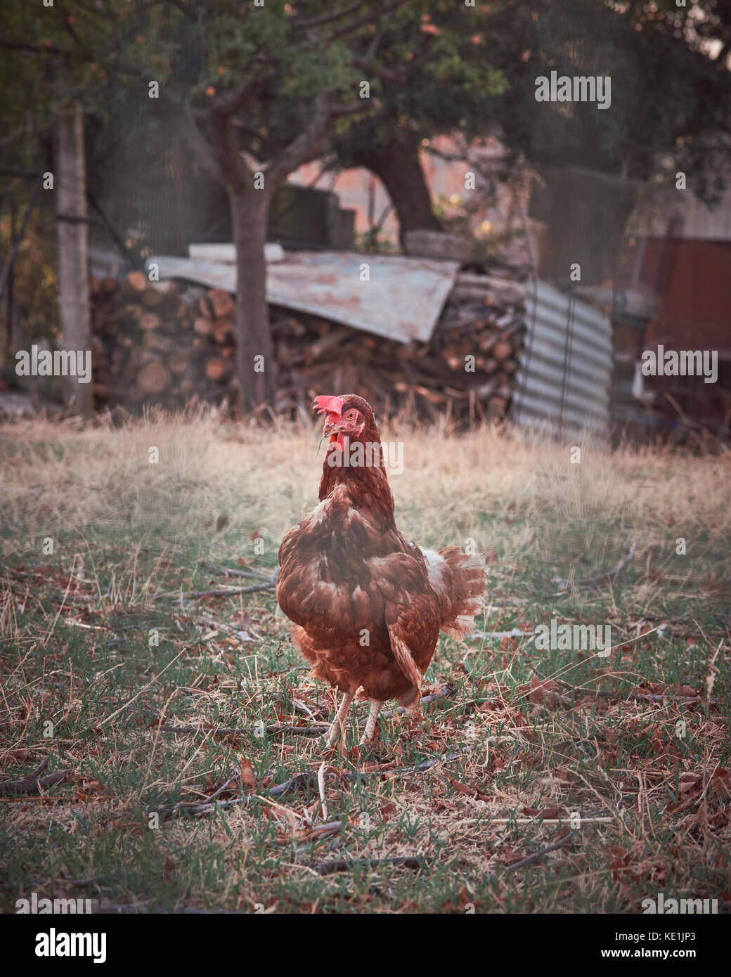 En una granja de pollos Foto de stock