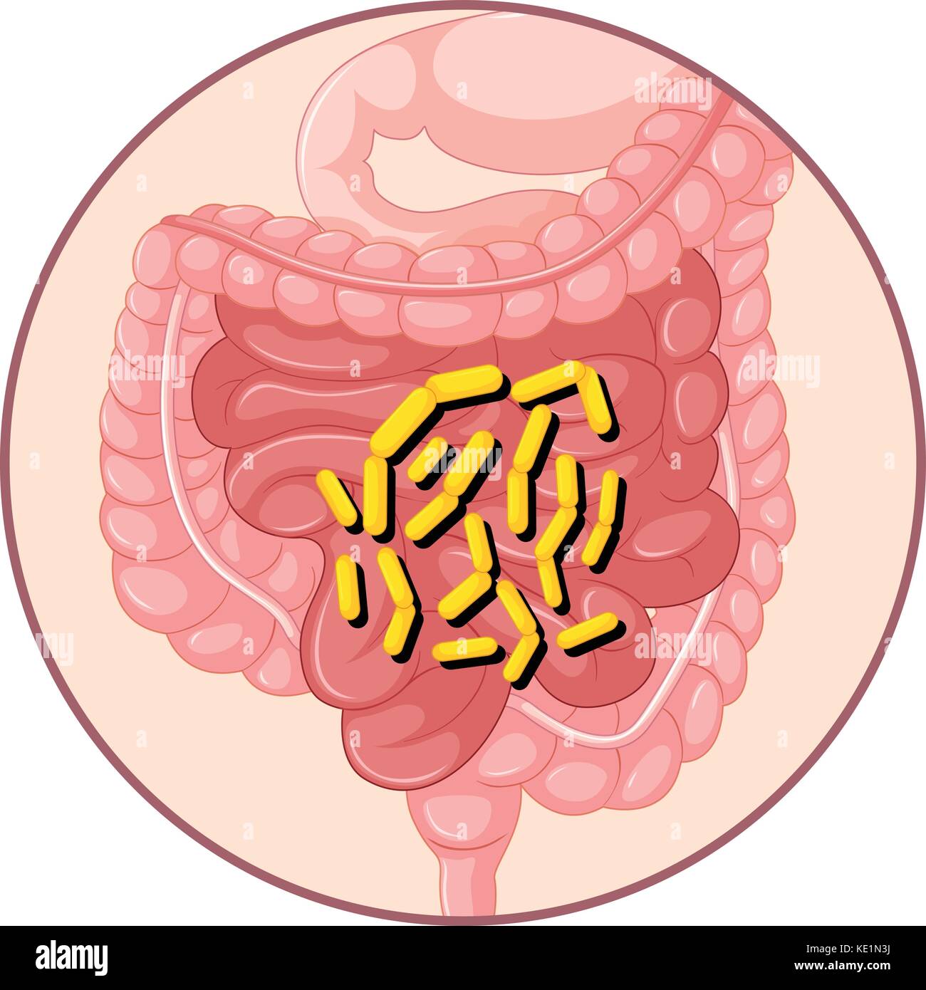 Las bacterias en el estómago humano ilustración Imagen Vector de stock
