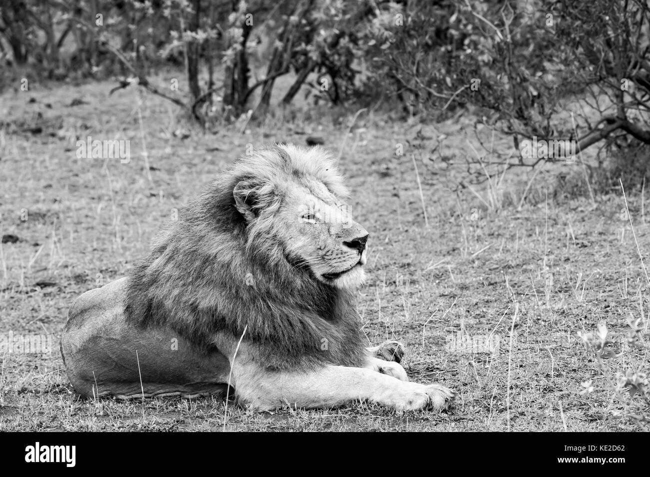 León macho en el Masai Mara, Kenya Foto de stock