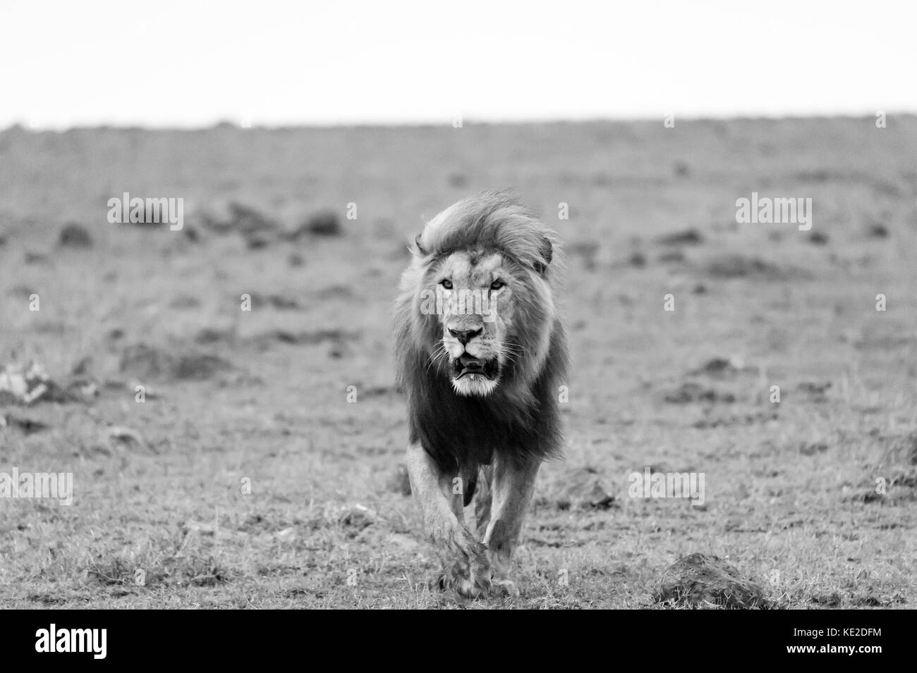 Imagen en blanco y negro de un león en la Reserva Nacional Maasai Mara Foto de stock