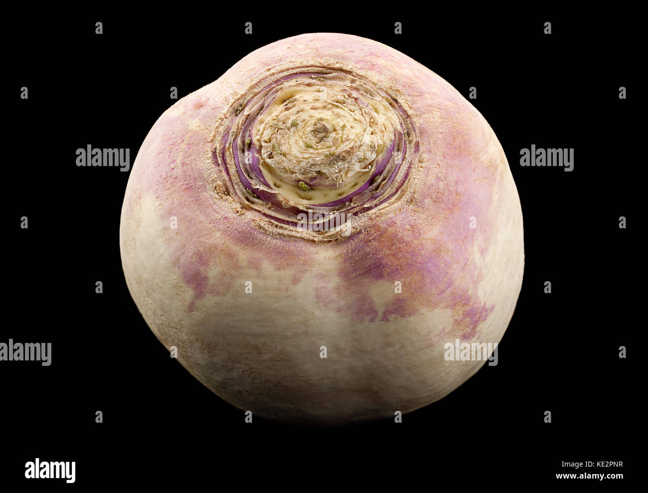 Rábano grande blanca slice closeup vegetal aislado sobre fondo negro