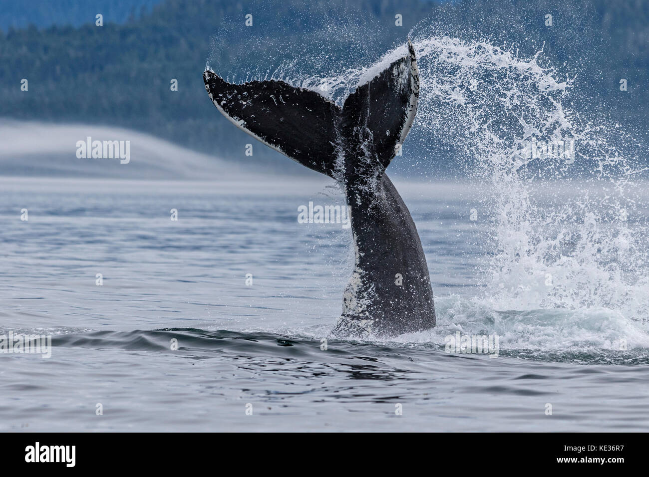 Ballena Jorobada salpicaduras con su cola en el estrecho Queen Charlotte en el norte de la isla de Vancouver, British Columbia, Canadá. Foto de stock