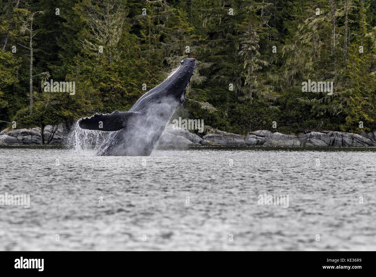 Ballena Jorobada saltando en el norte de la isla de Vancouver, British Columbia, Canadá. Foto de stock