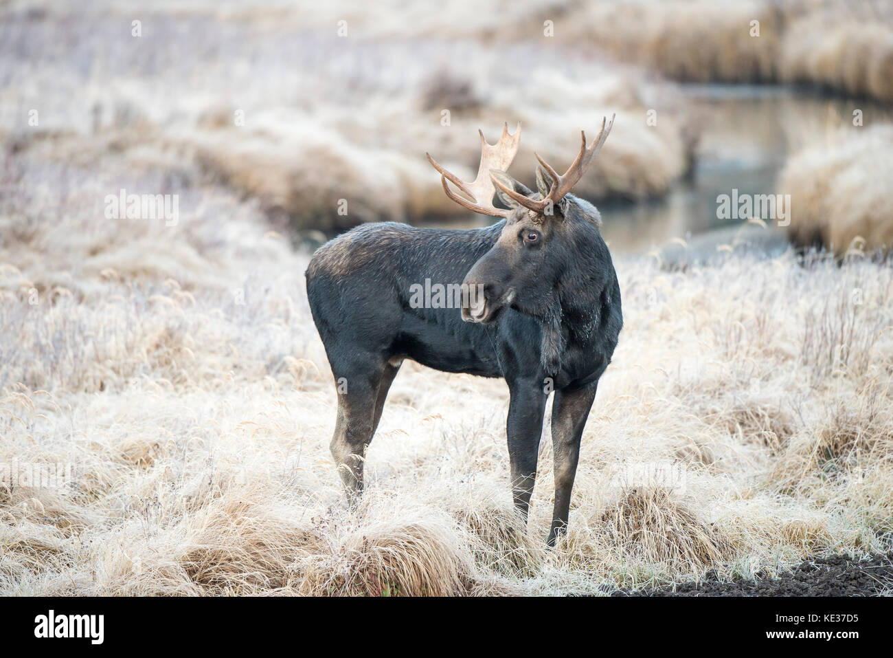 Toro adulto alce (Alces alces), Canadian Rockies, Alberta Foto de stock