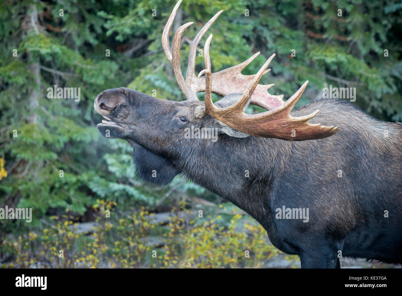 Bull moose (Alces alces) labio moldeado en respuesta a la hembra orina durante la temporada de cortejo de septiembre, Canadian Rockies, Alberta Foto de stock