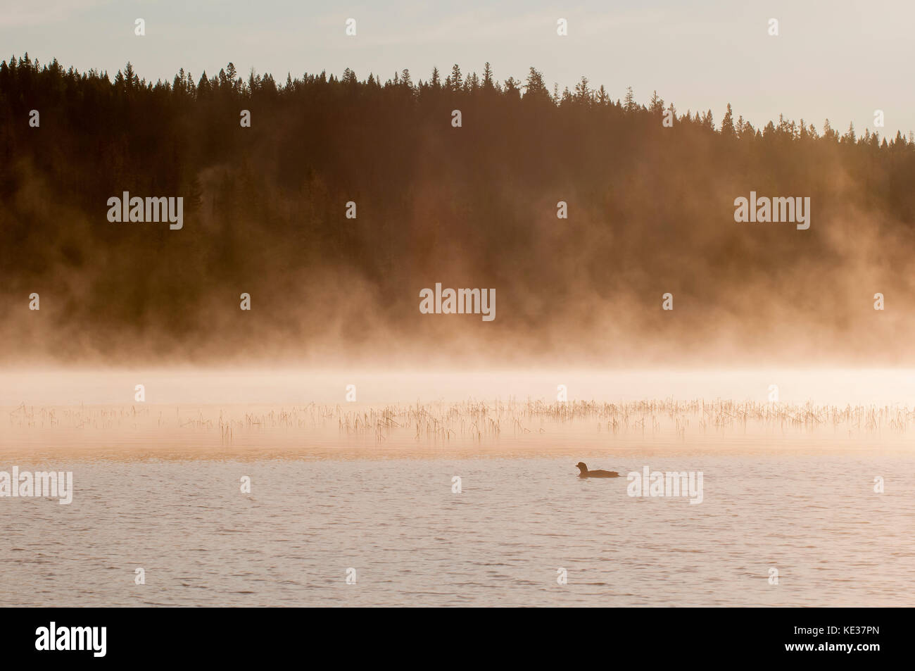 Adultos loon común (Gavia immer), en el centro de Alberta, Canadá Foto de stock