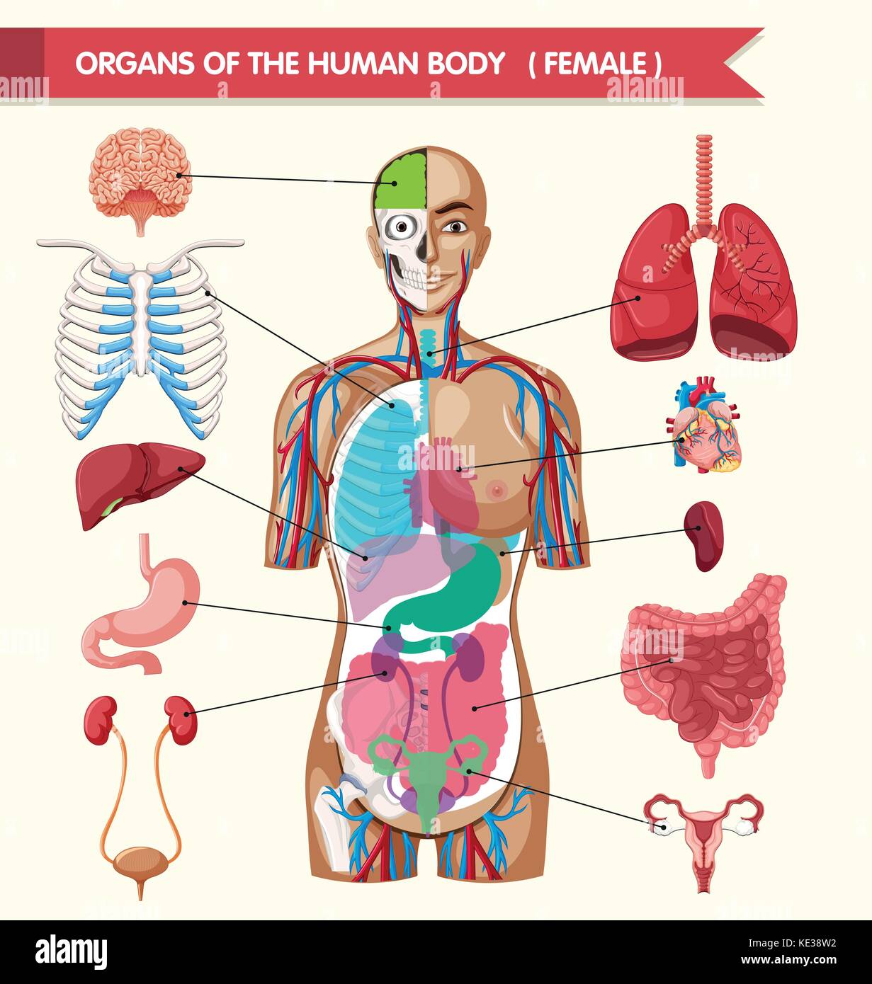 Cuerpo Humano Y Sus Organos Uno