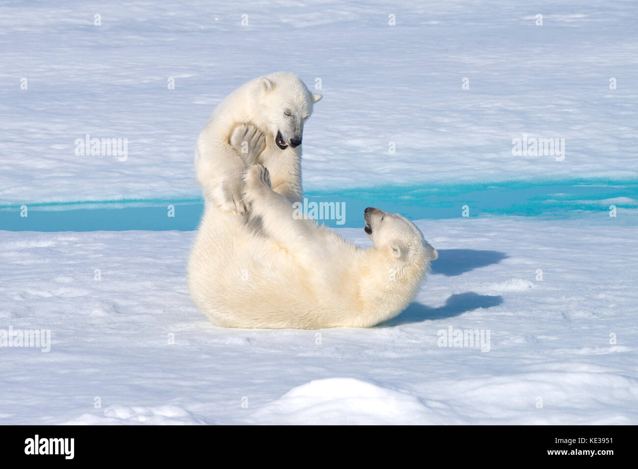 Dos años de crías de oso polar (Ursus maritimus) jugando, el archipiélago de Svalbard, Noruega, el Ártico Foto de stock