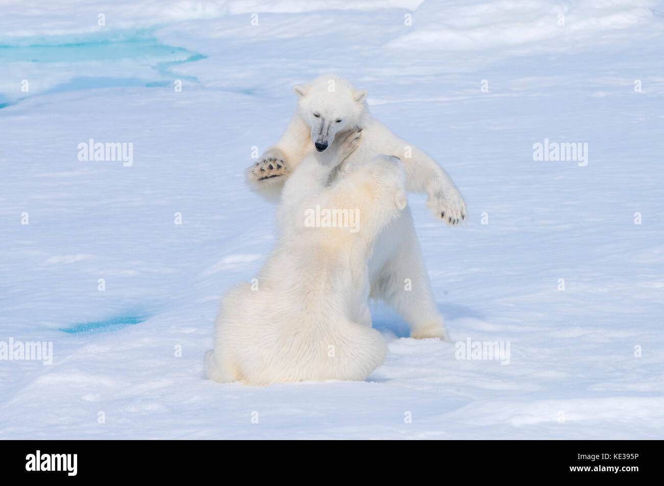 Dos años de crías de oso polar (Ursus maritimus) jugando, el archipiélago de Svalbard, Noruega, el Ártico Foto de stock