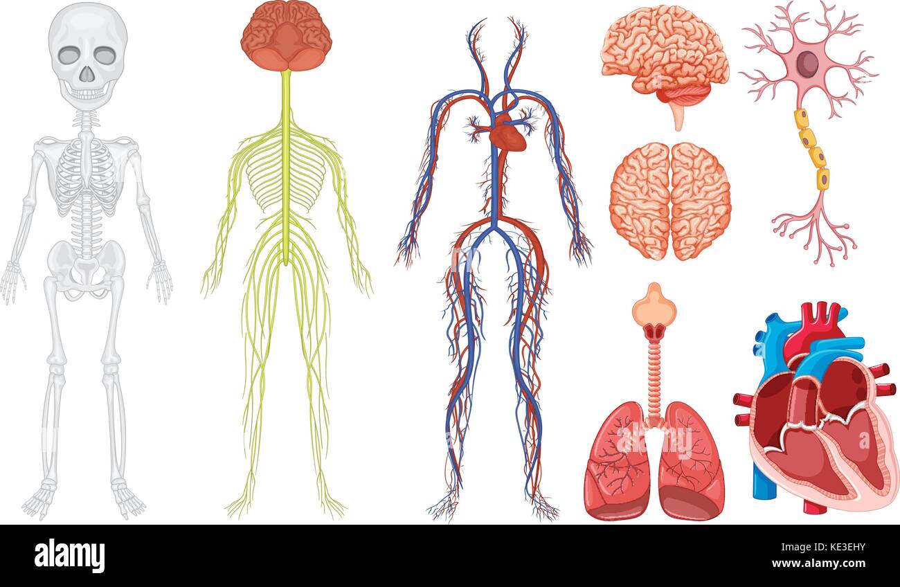 Sistema diferente en el cuerpo humano la ilustración Ilustración del Vector