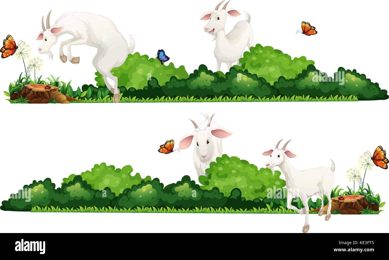 Las cabras blancas en el jardín ilustración Ilustración del Vector