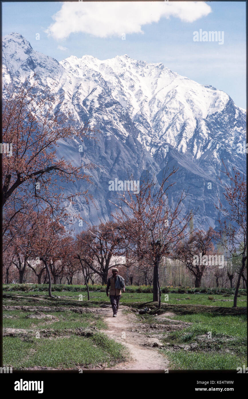 Parte superior del valle del Indo Pakistán, 1990; los almendros en flor en el valle de Shikar. Foto de stock