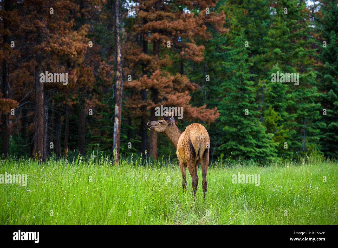 Macho joven elk en el Parque Nacional Banff, Alberta, Canadá Foto de stock