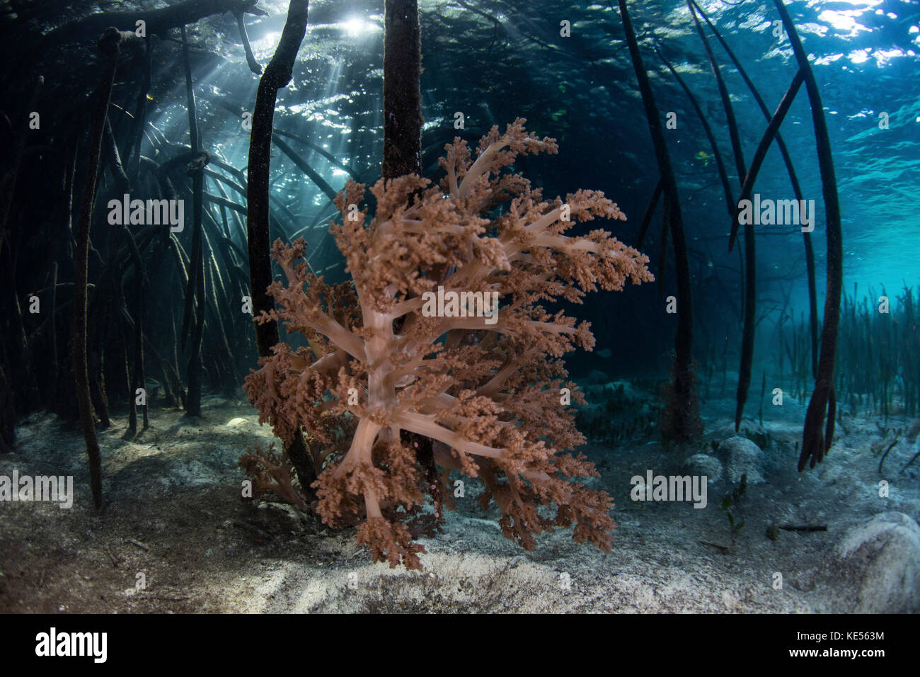 Una colonia de corales blandos crece sobre raíces de sostén de un bosque de  manglar Fotografía de stock - Alamy