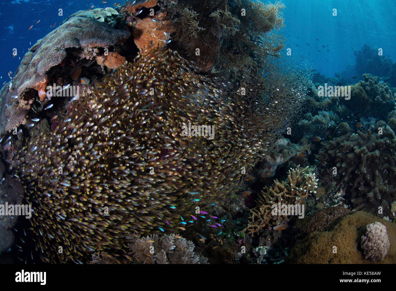 Una escuela de barredoras de oro sobre un arrecife de coral cerca de alor en el Lesser Sunda Islands. Foto de stock
