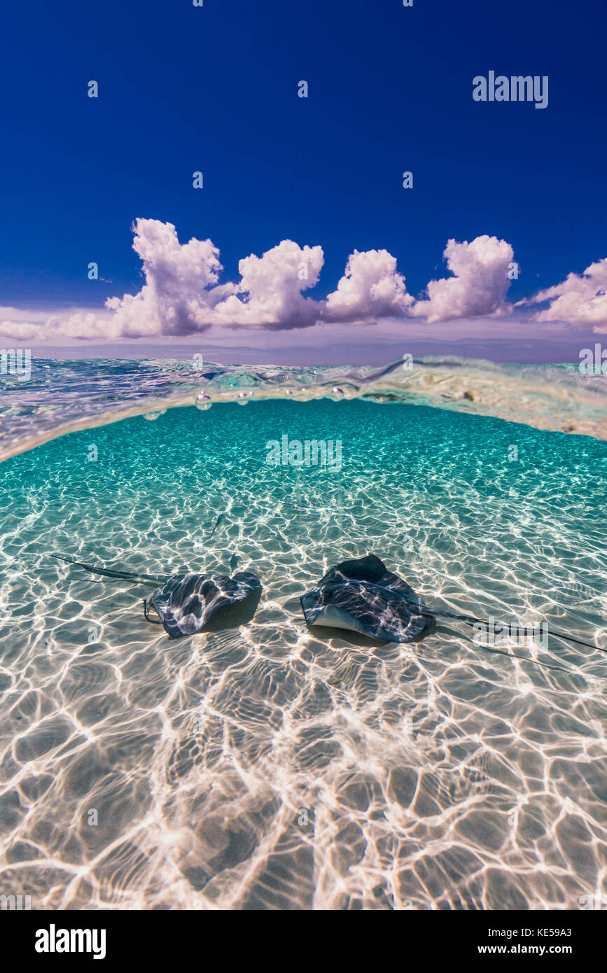Manta rayas sureñas en la arena en Gran Caimán, Islas Caimán. Foto de stock