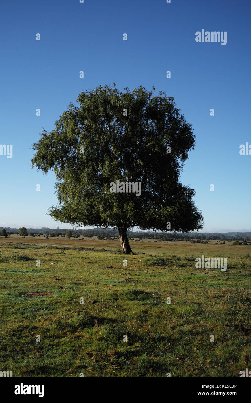 Un solo árbol dejados completamente contra un cielo azul profundo Foto de stock