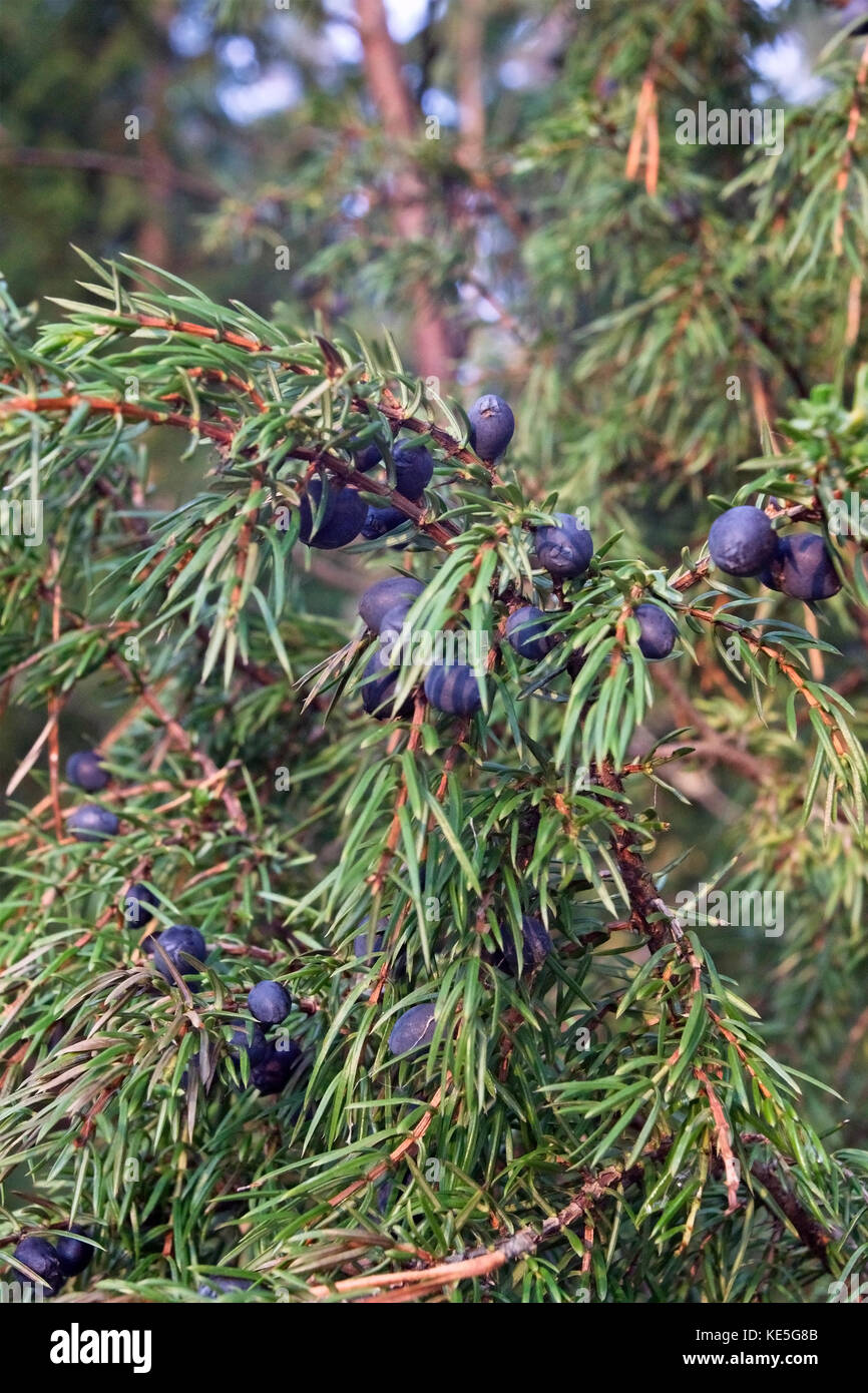 Juniperus communis oblonga pendula juniper conifer evergreen tree Fotos