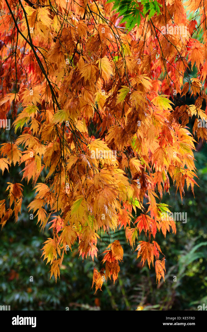 Brillantes rojos, amarillos y naranjas en otoño el color del arce japonés, Acer palmatum Heptalobum 'Elegans' Foto de stock