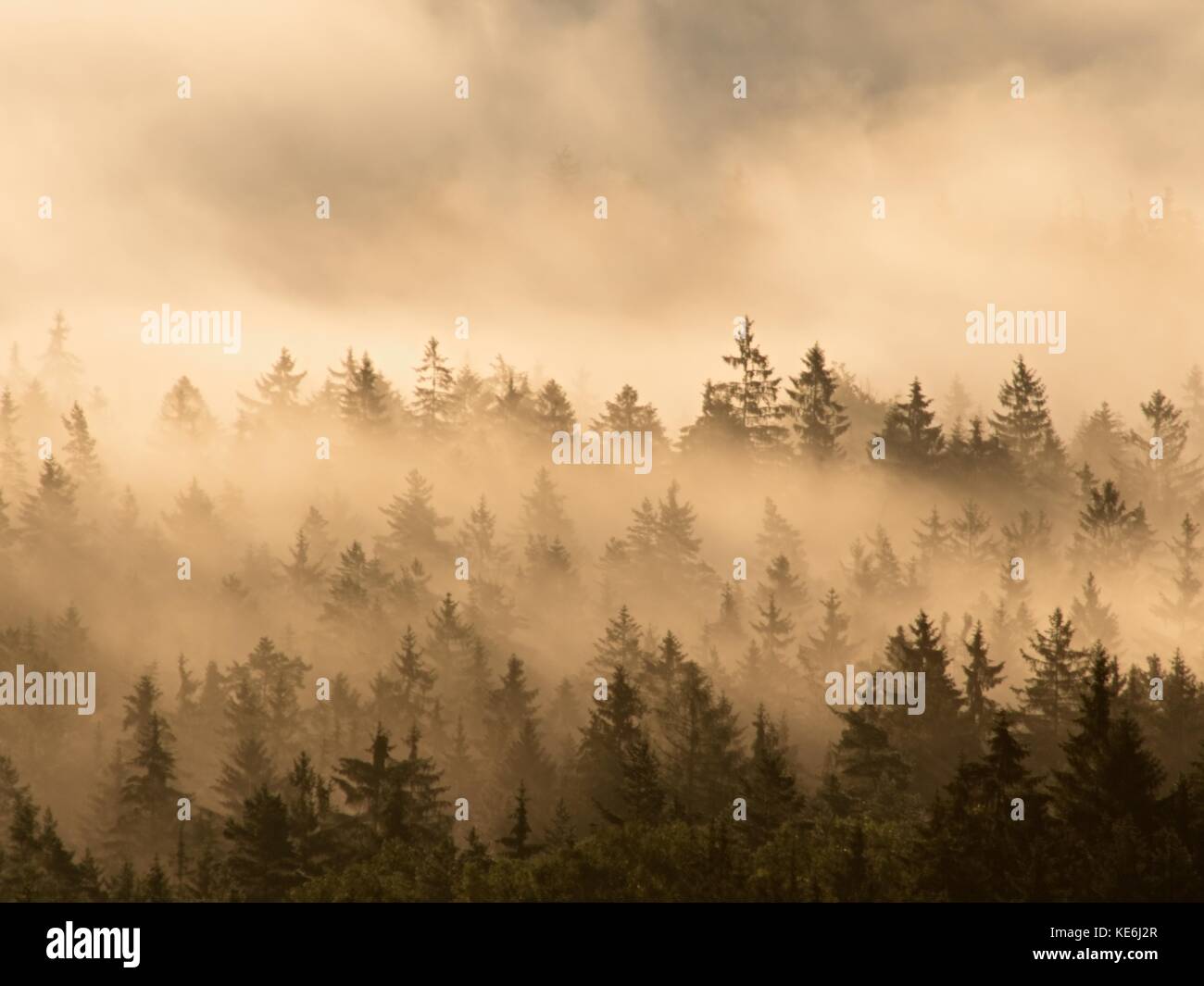 Hermoso paisaje otoñal con vista a la montaña, por la mañana niebla dentro del valle del amanecer. tiras de niebla entre las copas de los árboles entre las colinas. Foto de stock