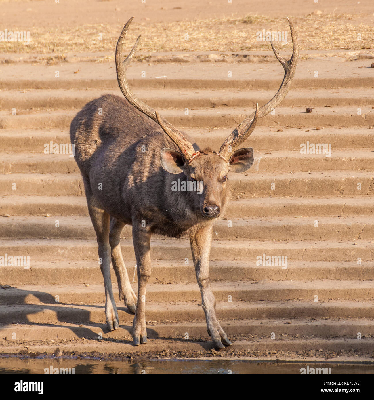 El sambar (Rusa unicolor) es un gran ciervo nativo del subcontinente indio. El nombre sambar también se usa a veces para referirse a los ciervos, Filipinas Foto de stock
