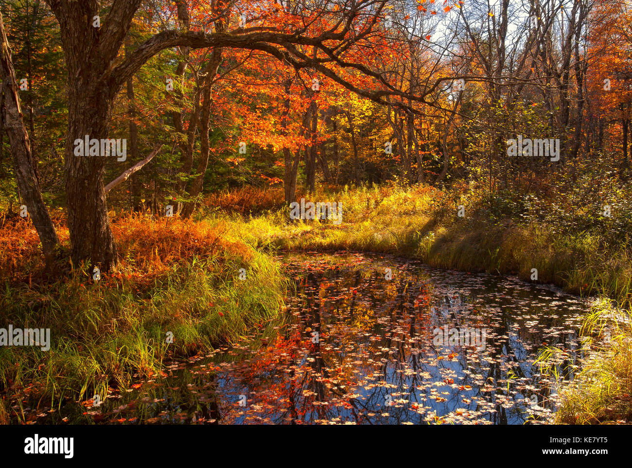 Los prados y bosques a lo largo del río Kelly en vibrantes colores de otoño, Kelly Río zona silvestre, Nova Scotia, Canadá Foto de stock