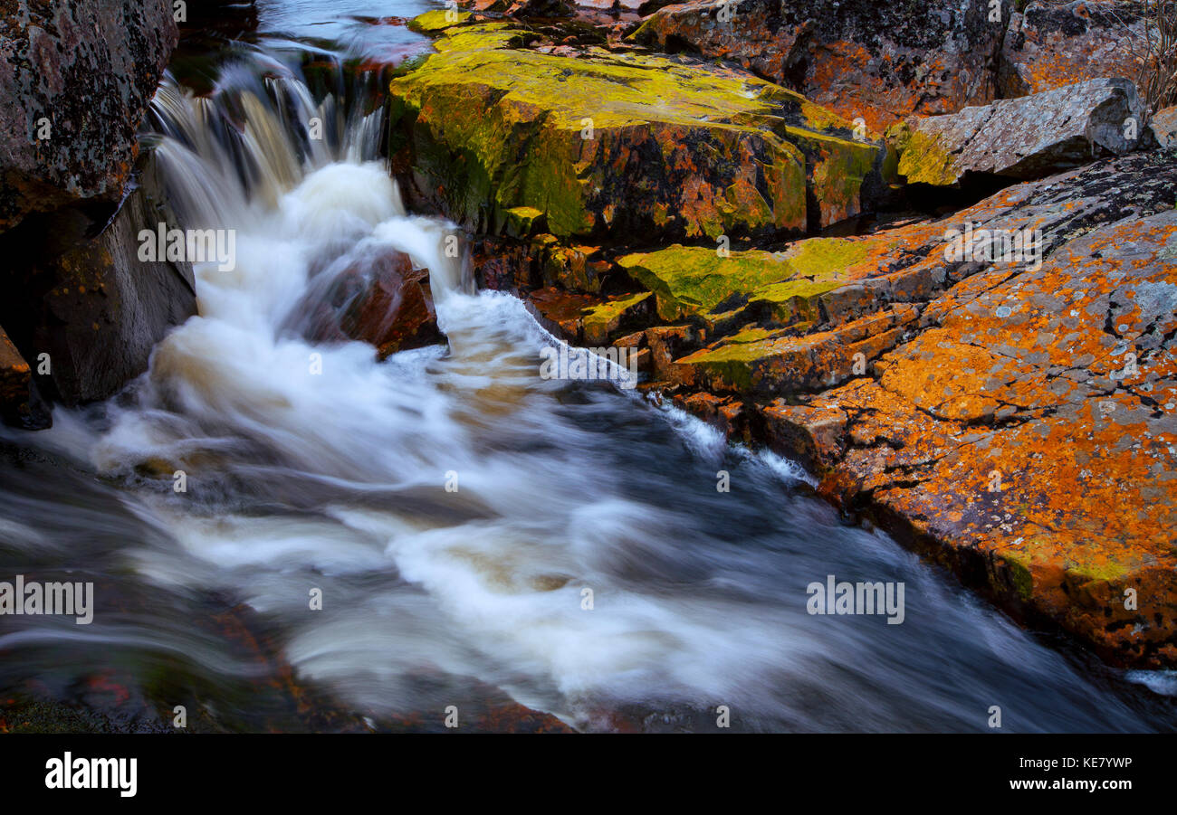 Colores de otoño de líquenes sobre las rocas a lo largo de Sleepy Cove Brook, Sleepy Cove; Gran Lago, Nova Scotia, Canadá Foto de stock