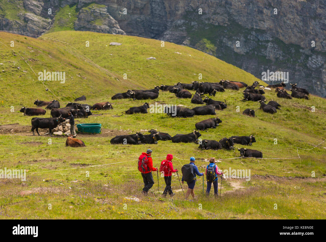 Moiry valle, Suiza - excursionistas pasar un rebaño de vacas de Suiza, en los Alpes Peninos en el cantón de Valais. Foto de stock