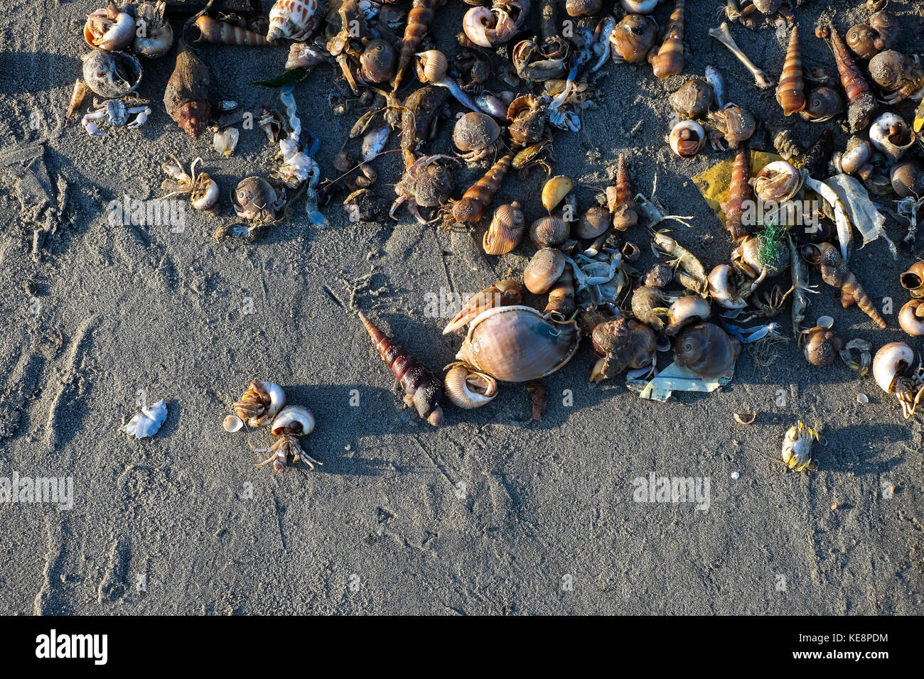 Los caracoles, mejillón derivó en la playa en día soleado Foto de stock