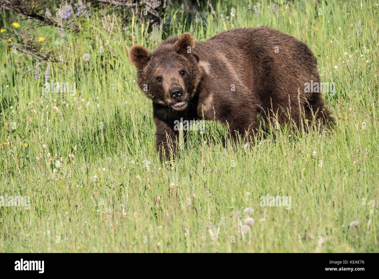 Grizzly Bear joven caminando en un prado cerca de Bozeman, Montana, EE.UU. Animales cautivos. Foto de stock