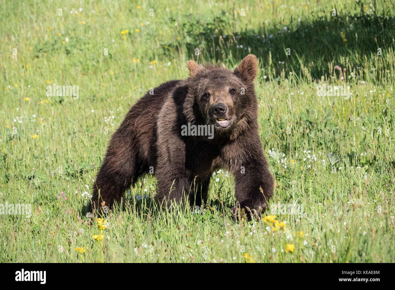 Grizzly Bear joven caminando en un prado cerca de Bozeman, Montana, EE.UU. Animales cautivos. Foto de stock