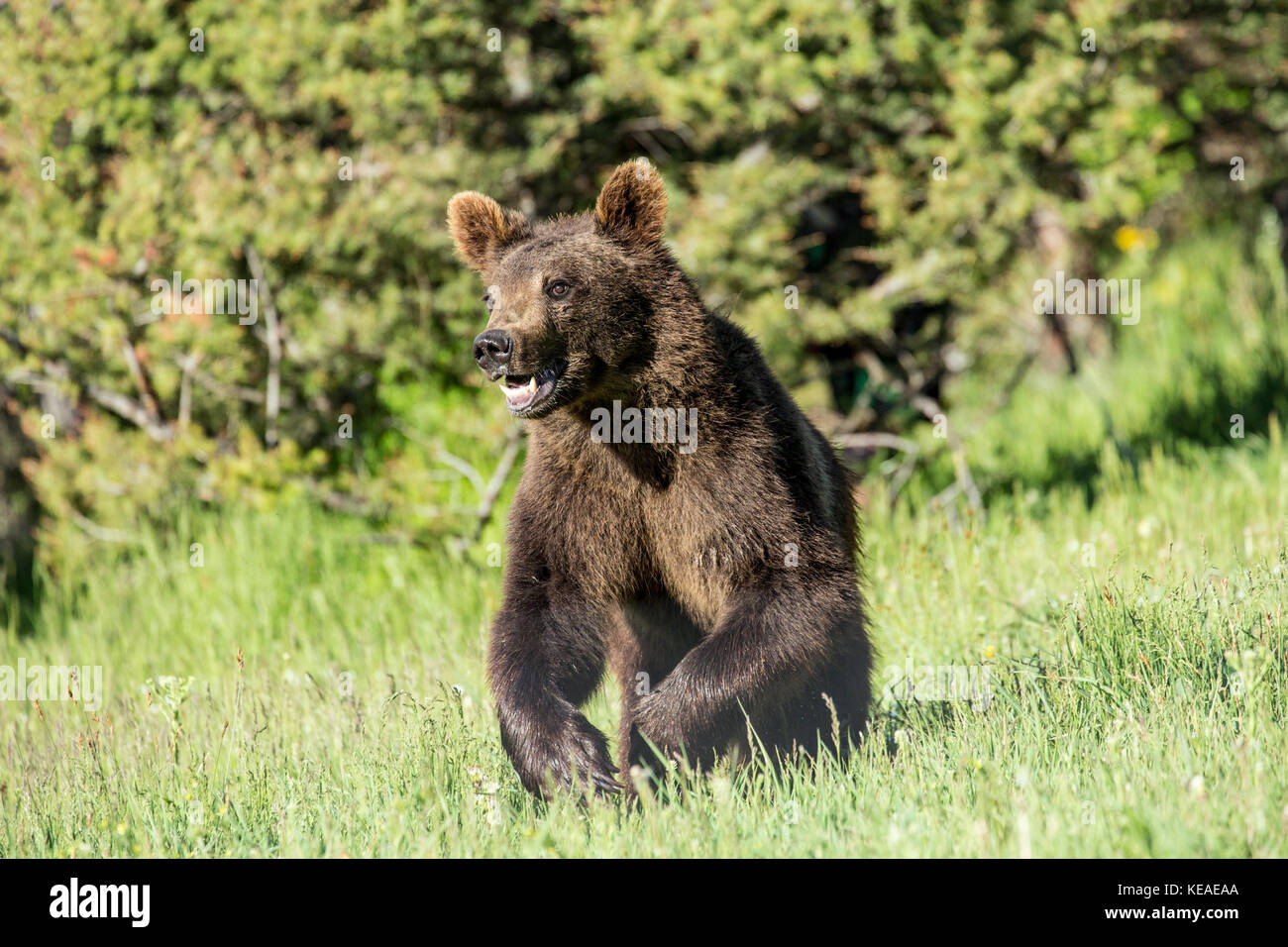 Grizzly Bear joven sentado en una pradera de hierba alta cerca de Bozeman, Montana, EE.UU. Animales cautivos. Foto de stock