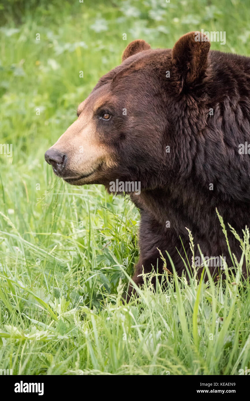 Retrato de un oso negro en busca de presas en la hierba de un prado, cerca de Bozeman, Montana, EE.UU. Animales cautivos. Foto de stock