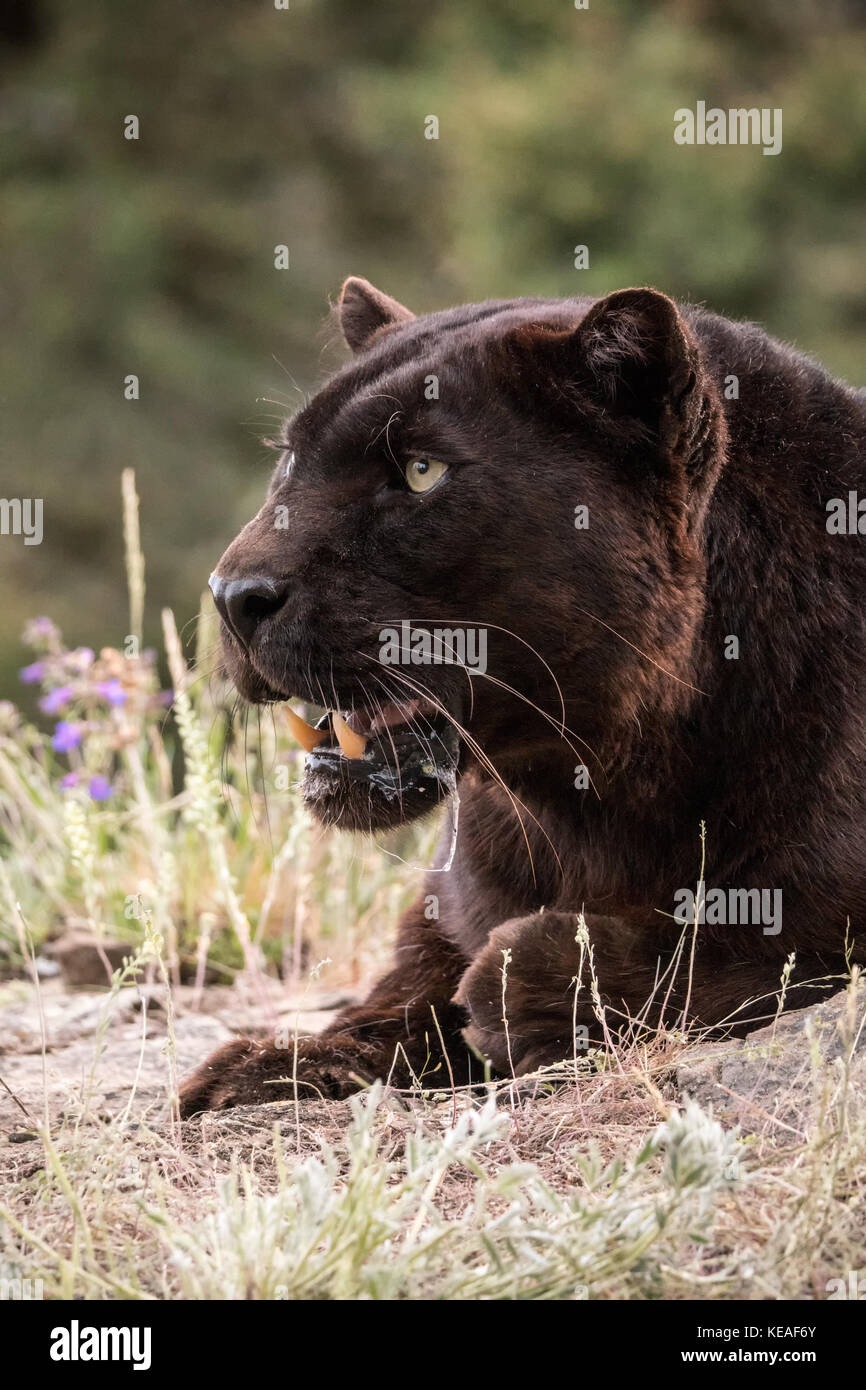La pantera negra jadeando en un día caliente cerca de Bozeman, Montana, EE.UU. Una pantera negra en las Américas es la variante de color melanistic de jaguares (pantalón negro Foto de stock