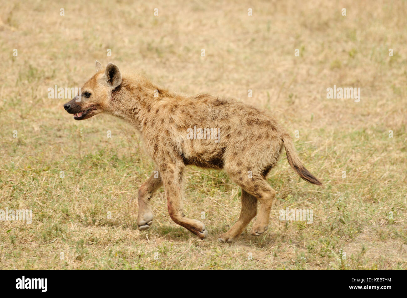 Wildlife hyaena en safari en África Foto de stock