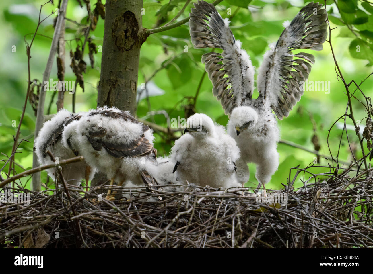 Sparviero / sperber ( Accipiter nisus ), la muda crecido pollitos en el nido, la formación de sus habilidades y fuerza, vida silvestre, Europa. Foto de stock