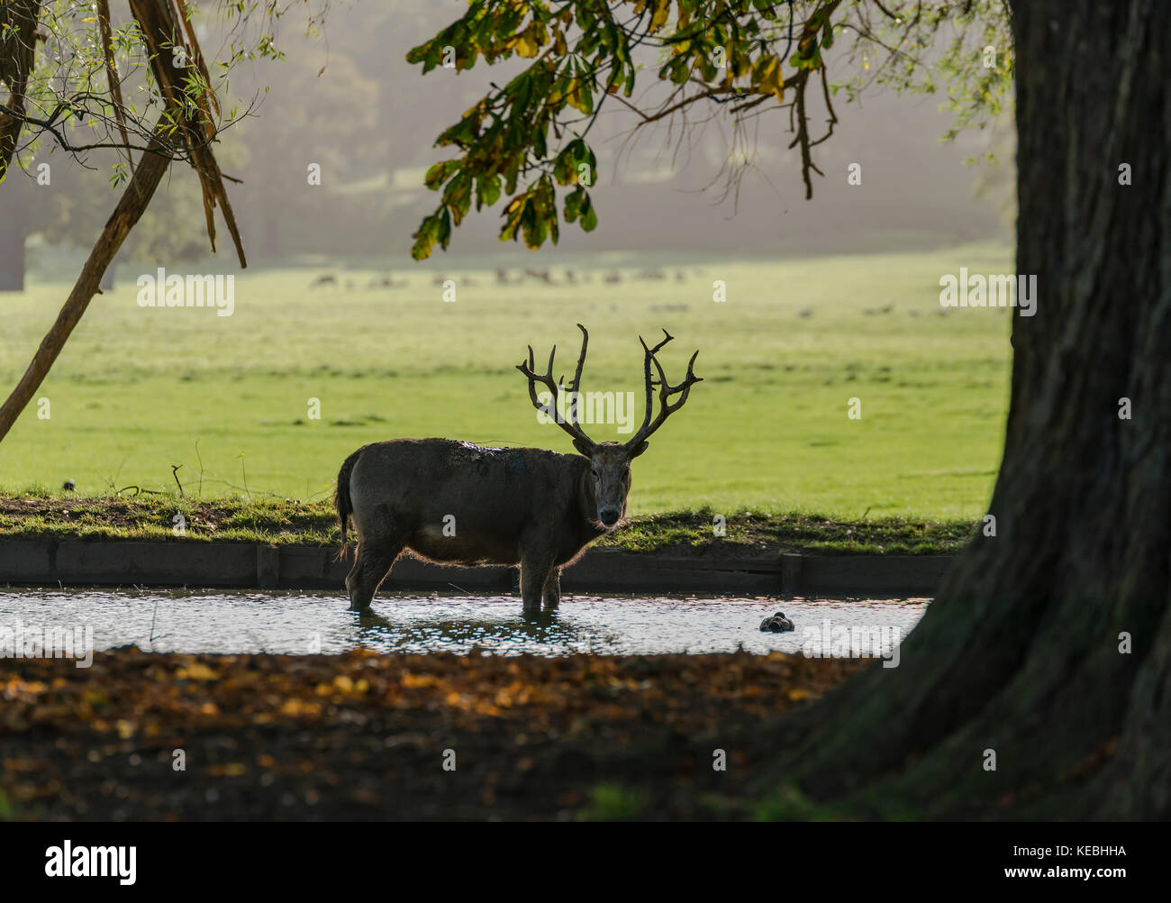 Ciervos en Woburn Abbey Foto de stock
