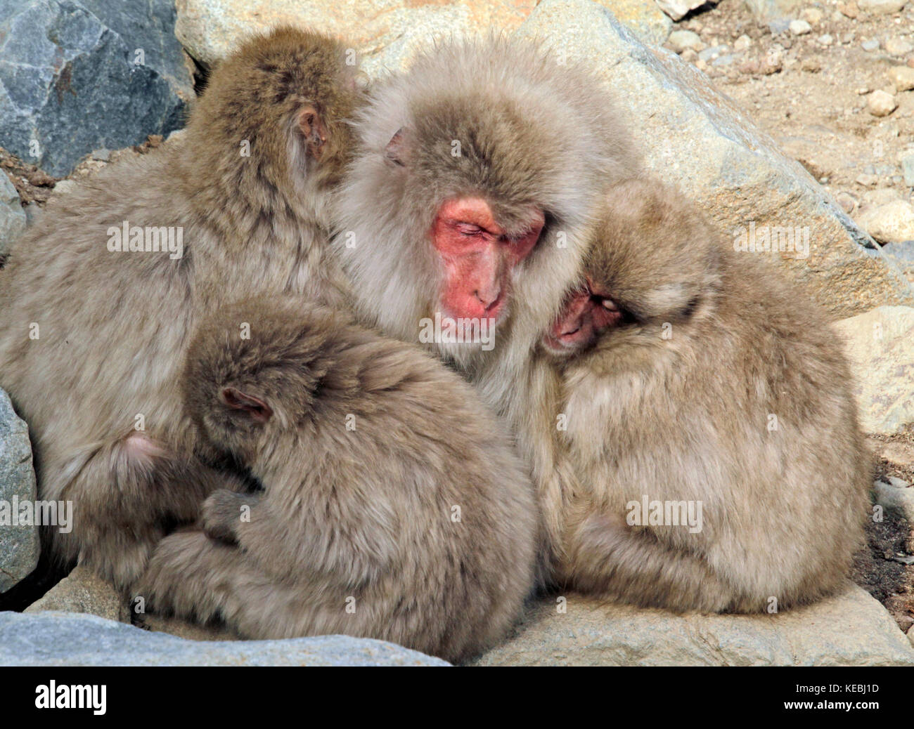 Familia de monos de nieve fotografías e imágenes de alta resolución - Alamy