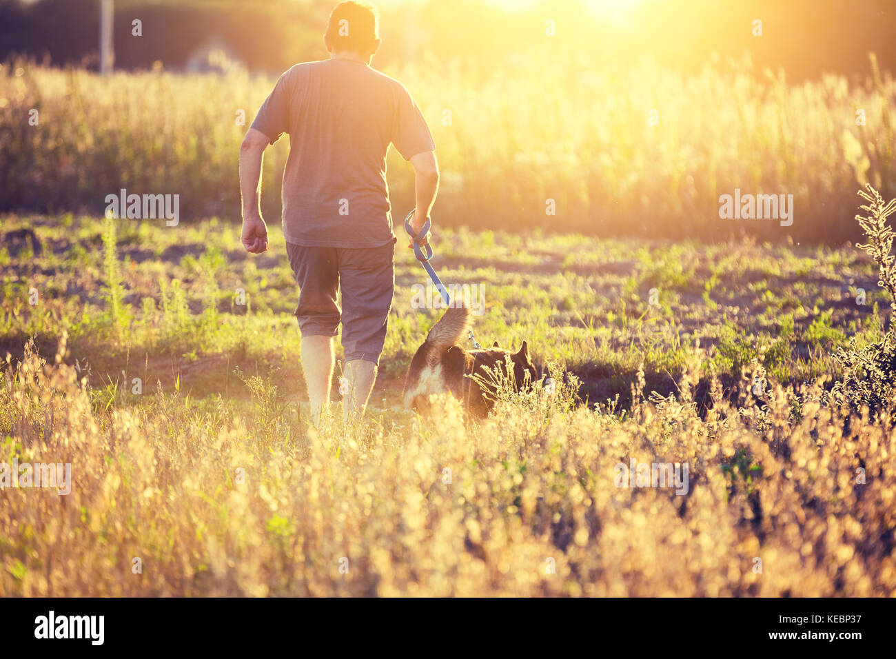 El hombre con el perro con una correa que se ejecutan en un campo de avena en verano Foto de stock