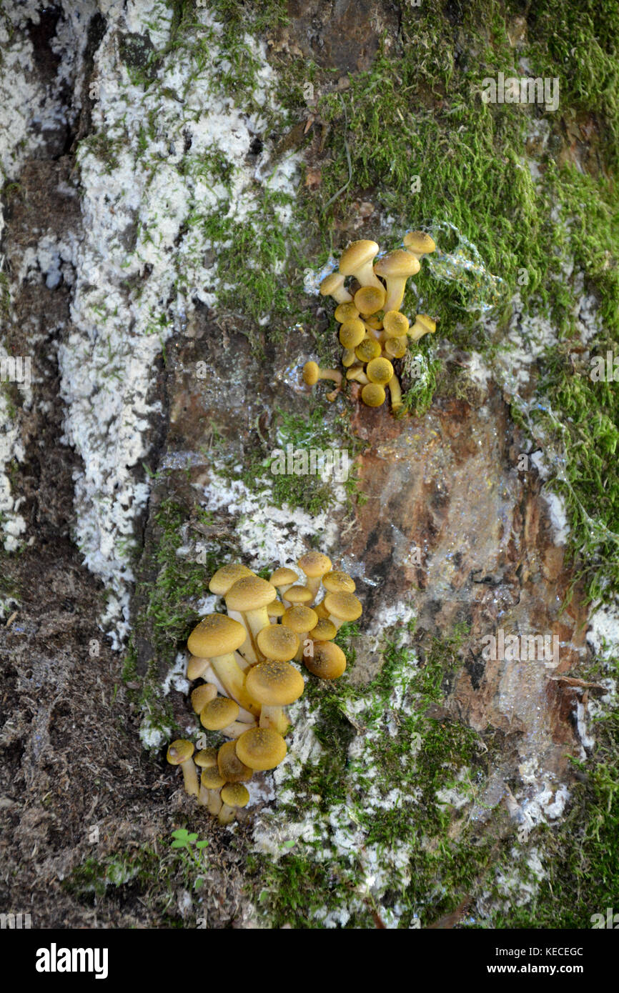 Grupo de hongos en el tocón de un árbol en el bosque Foto de stock