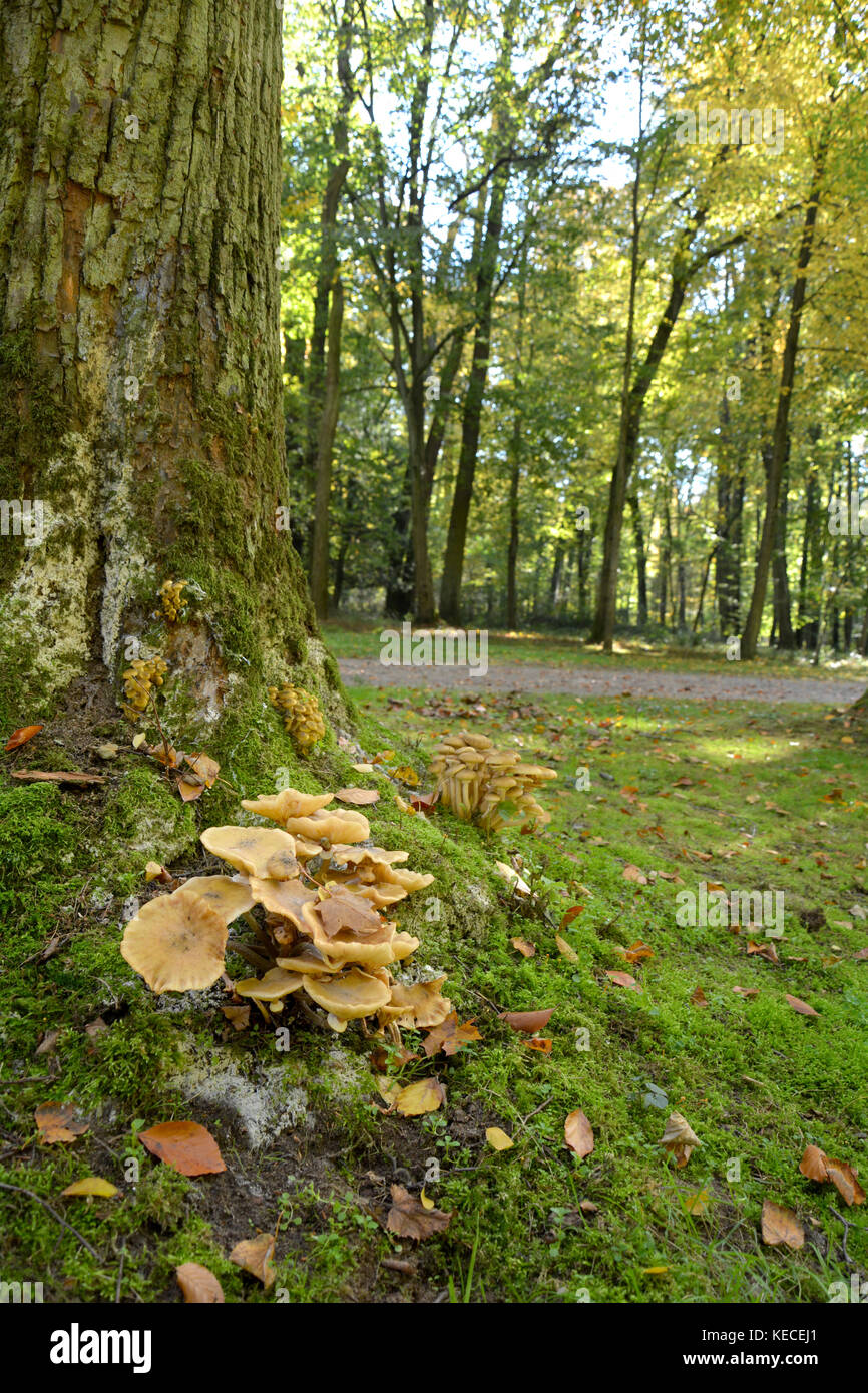 Grupo de hongos en el tocón de un árbol en el bosque Foto de stock