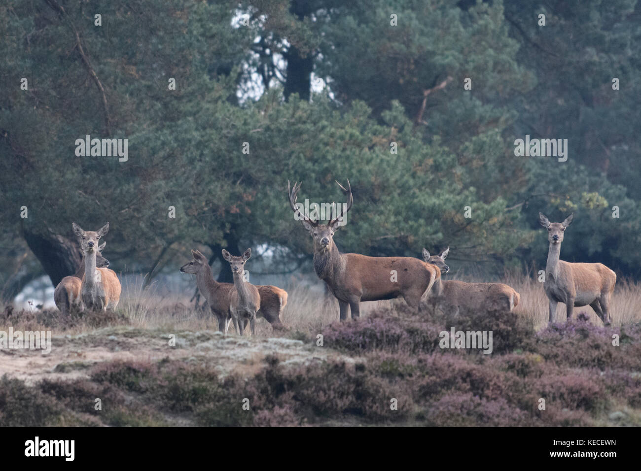 Grupo de ciervo rojo durante la temporada de celo en un bosque de pinos con Heather, Veluwe, Países Bajos, 9 de octubre de 2017 Foto de stock