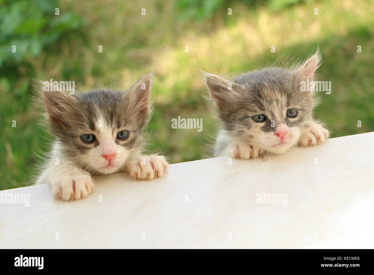 dos gatitos Foto de stock